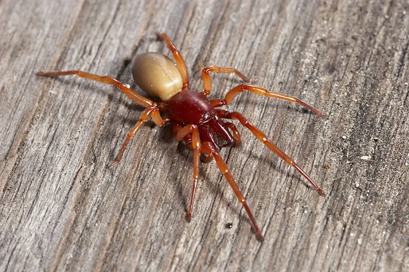 6 Venomous (Poisonous) Spiders In California -The Exotic Pet