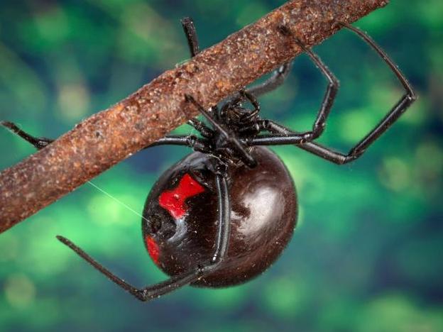 Western Black Widow Spider