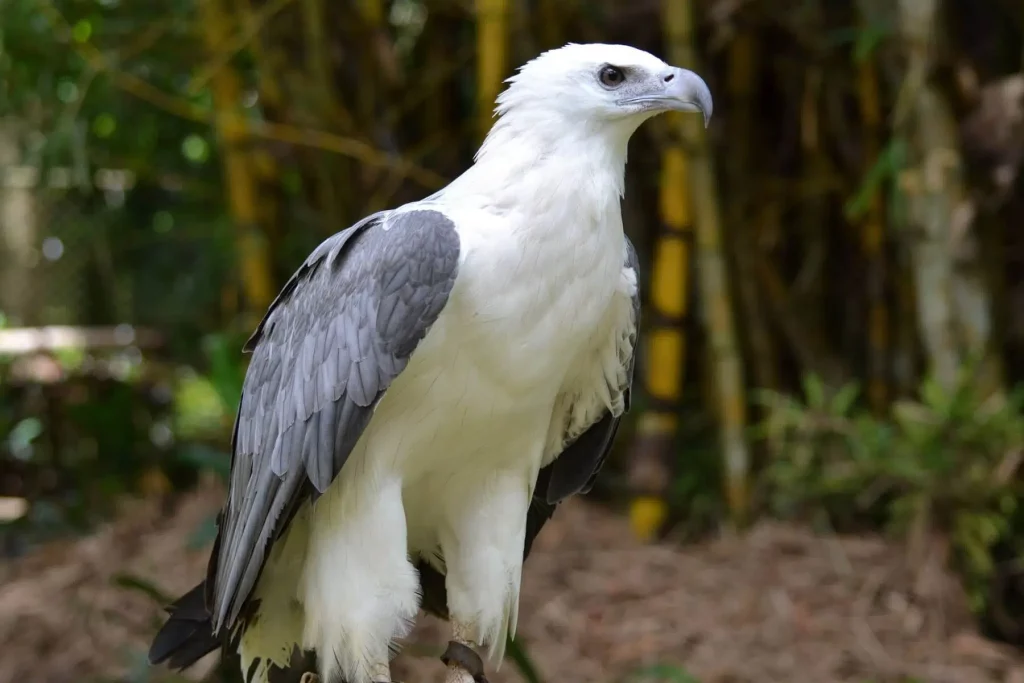 White-bellied Sea Eagle