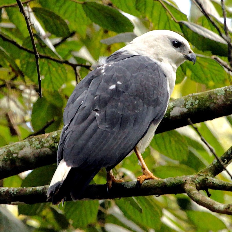 White-necked Hawk