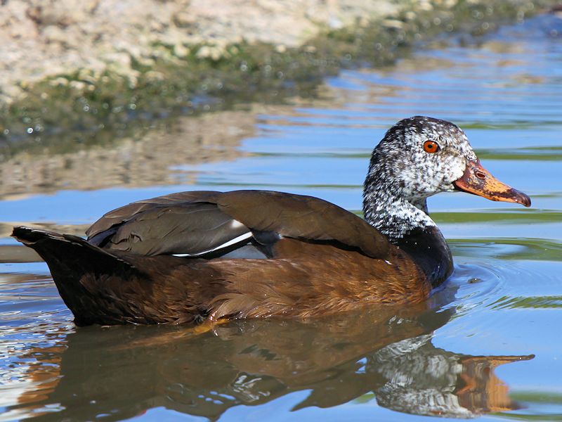 White-Winged Duck