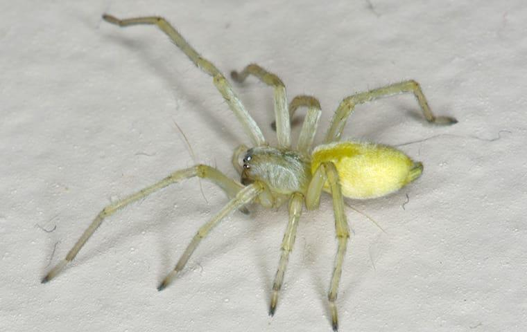 Yellow Sac Spider 
