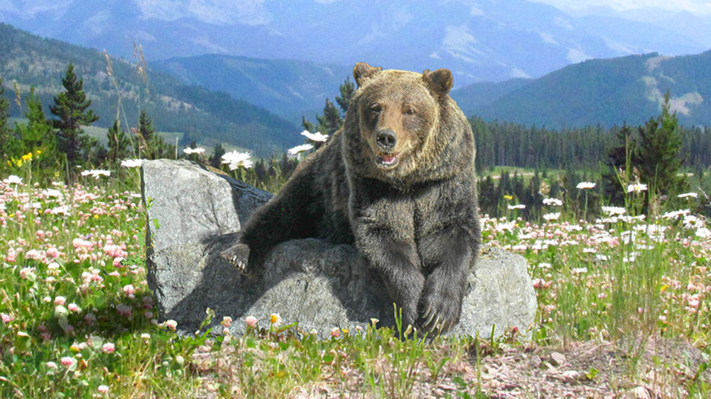 Bear Diversity Enriches Ecosystems