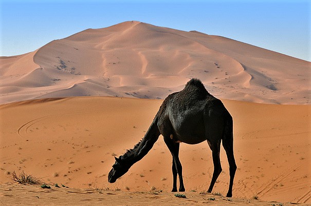 Black Camels 