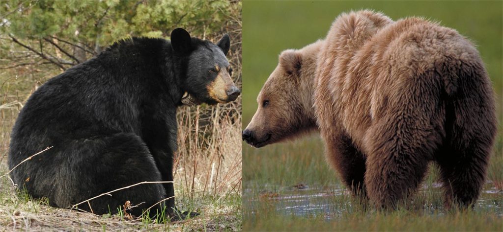 Brown Bear vs Grizzly Bear