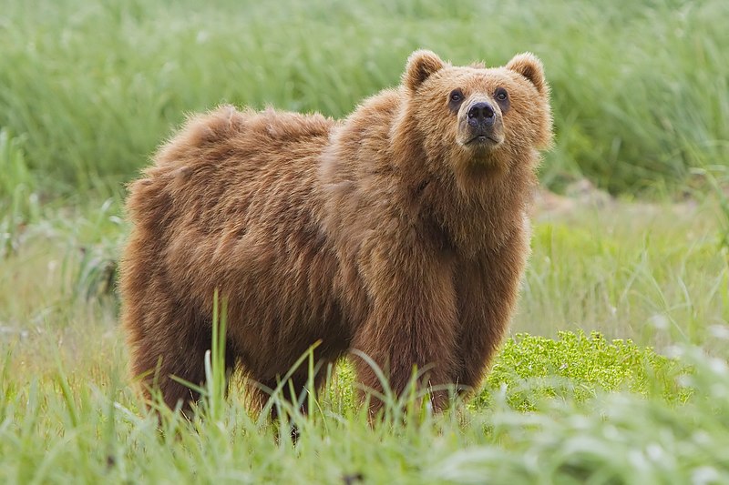 Diverging Geography Shapes Brown Bear Identities