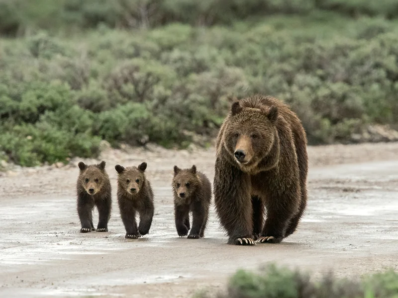 Ongoing Evolution Shapes Bear Identities