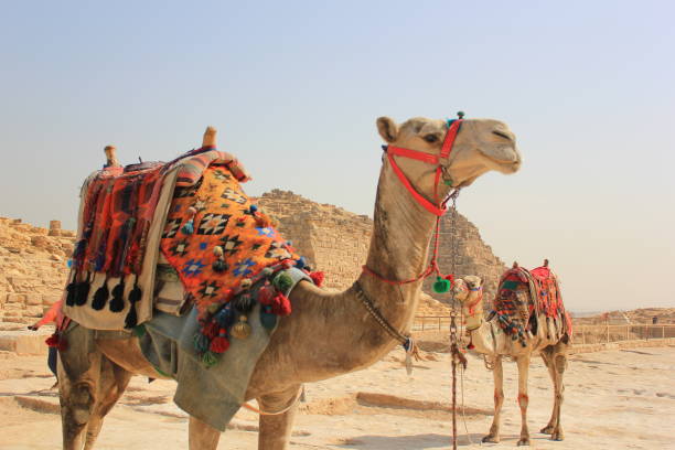 Sandy Beige Camels
