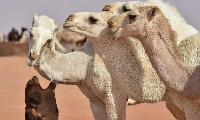 White Camels