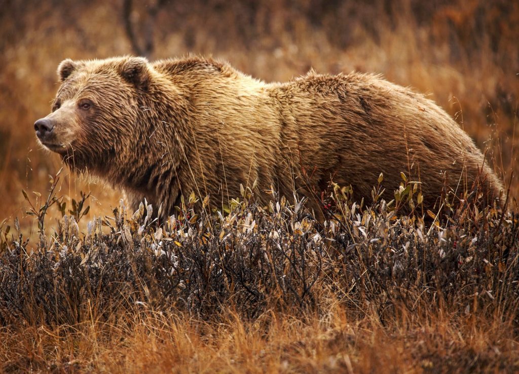 Dimension and Fur Differences Help Identify Grizzly Bears