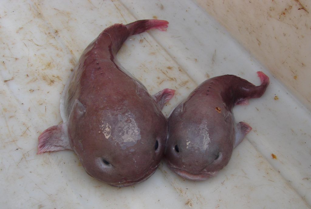 What Do Blobfish Look Like Underwater
