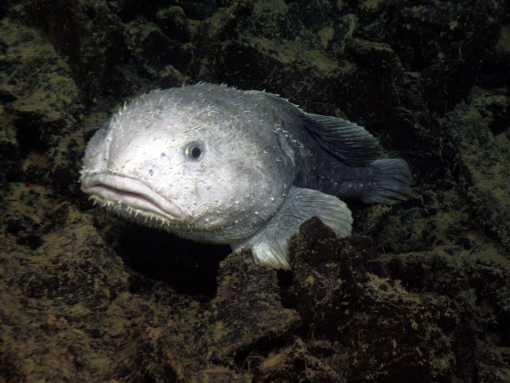 What Do Blobfish Look Like Underwater