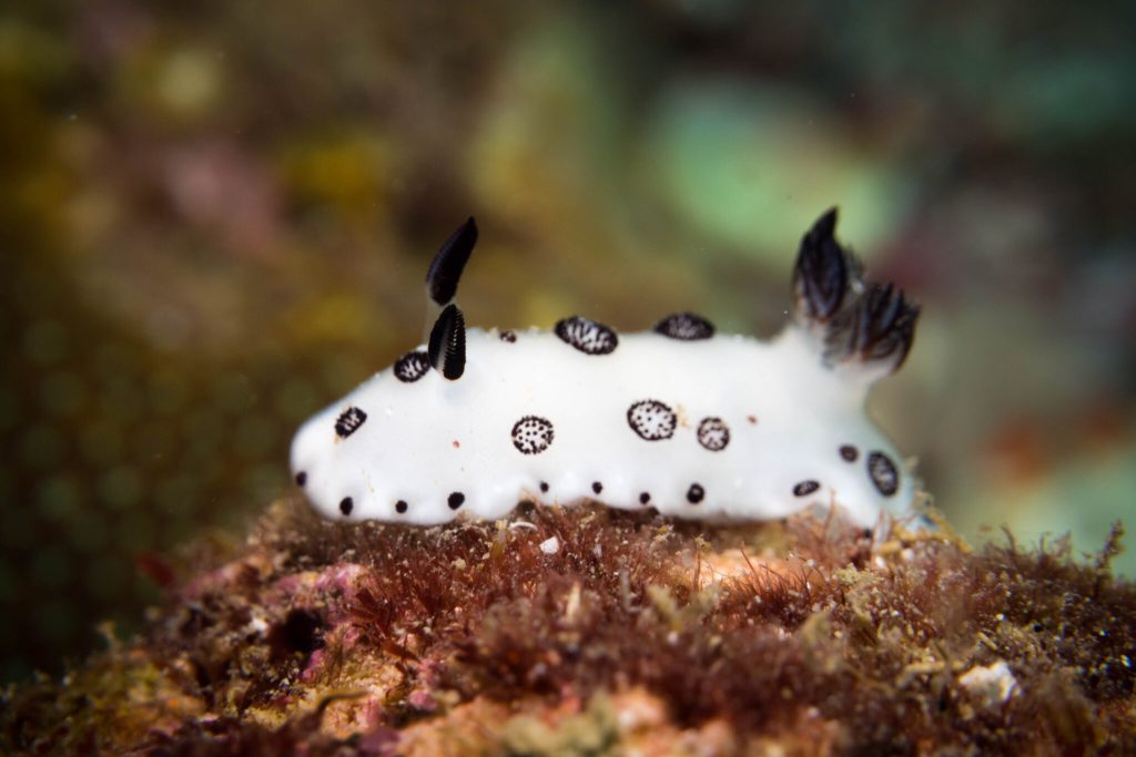 Jorunna Parva: Interesting Facts About the Sea Bunny Slug